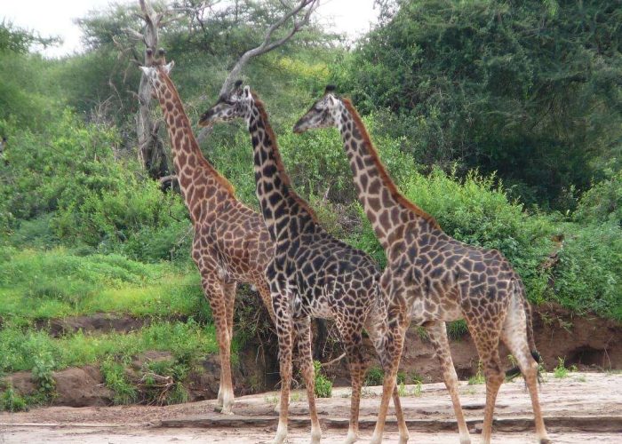3 manyara ngorongoro and tarangire1