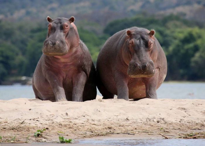 3 manyara ngorongoro and tarangire2