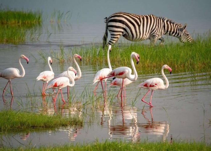 3 manyara ngorongoro and tarangire3