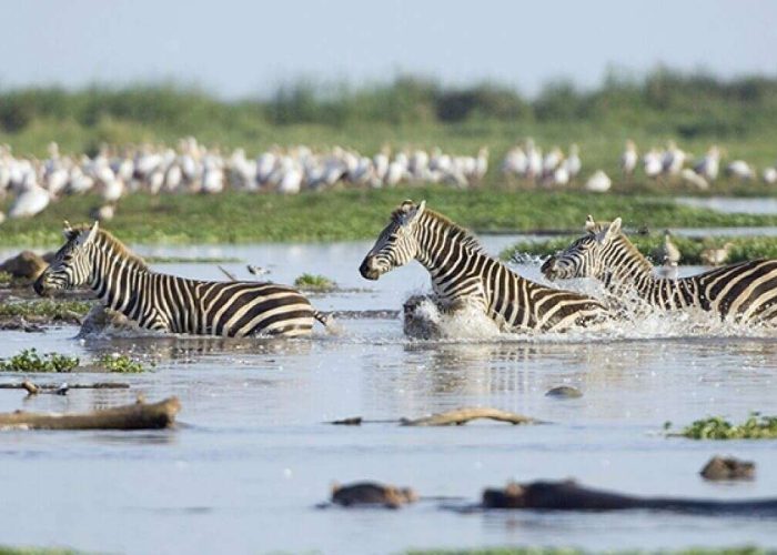 Lake Manyara and Ngorongoro Crater 3