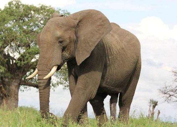 Lake Manyara and Tarangire Safari 3