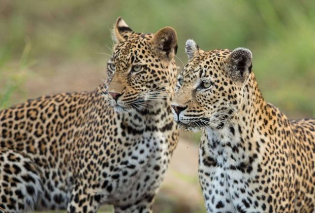 Ngorongoro holiday 2