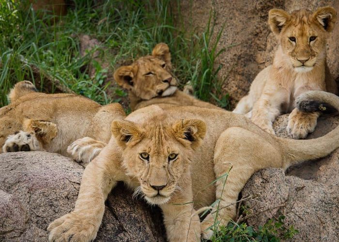 lion-cubs-serengeti-national-park