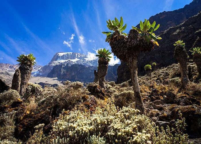 machame route climbing