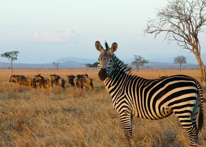 mikumi-national-park-1